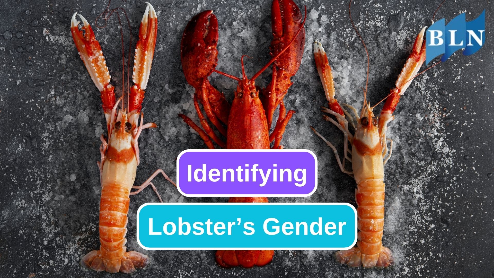 A Guide to Distinguishing Male and Female Lobster